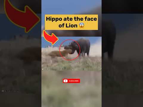 Hippo Attack on Lions #animalhub #wildlife #animals #lion #hippo #attack #battle #fight #nature #fyp