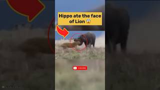 Hippo Attack on Lions #animalhub #wildlife #animals #lion #hippo #attack #battle #fight #nature #fyp