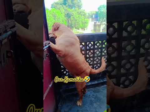 our kamalika 🐕 😘💕#viralshort #youtubeshort #dogslover #fox red retriever Jack 🐾😘💕