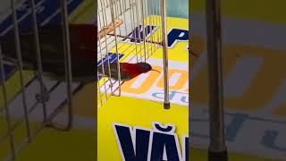 Download lagu cara memasang ring kolibri mp3 Download lagu cara memasang ring kolibri mp3