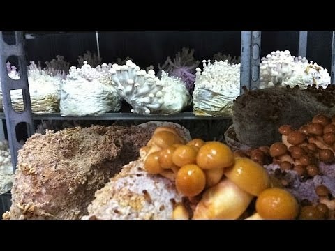 Xenius Pilze  Sind sie eine Gefahr  Doku 720p i