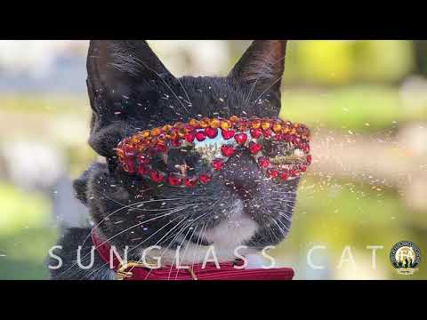 CFA International Show 2019 Presented by Royal Canin