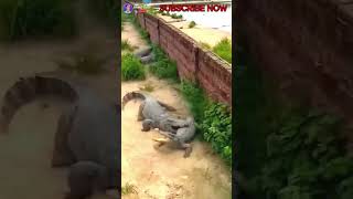 Download lagu Pertarungan Buaya vs Buaya #Shorts #shortvideos #buaya #buayabesar #viral @RAMO_GAO mp3