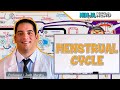 Female Reproductive Cycle Menstrual Cycle