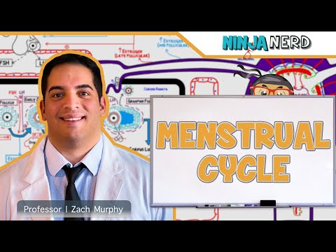 Anatomy of Male Reproductive System Model