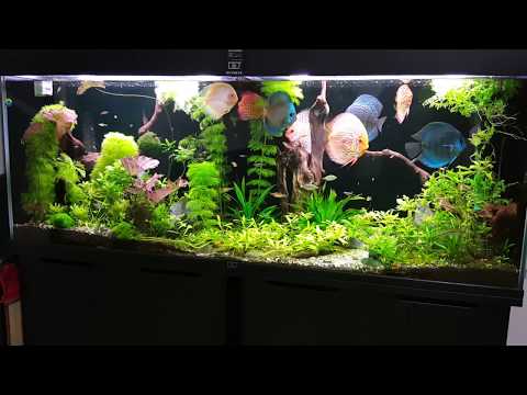 planted discus aquarium