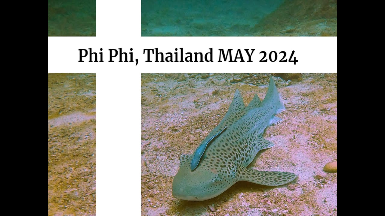 Discover marine life with diving adventure in Hin Bida.