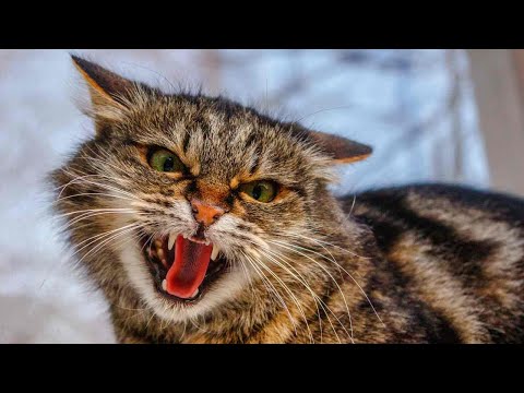Cat sounds to scare mice away ⭐ Mouse will go away!