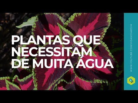 , title : '10 Plantas que necessitam de muita água'