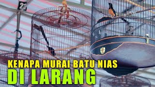 Download lagu HARGANYA JADI MURAH‼️murai batu nias di anak tirikan mp3