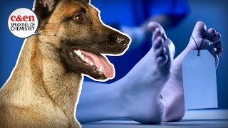 The Scent of Death (and Why It's Important) — Speaking of Chemistry