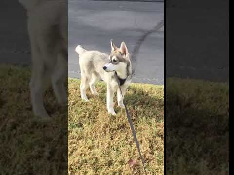 Quick video of onyx in the sun !!!!!