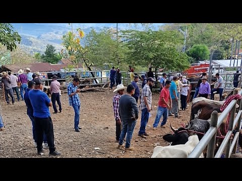 tiangue de Osicala, Morazán Sur, viernes 23 de enero 2026