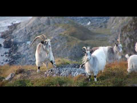 Inger Marie Lien Rust - Gygre sat på Storestein (Norwegian folk song)