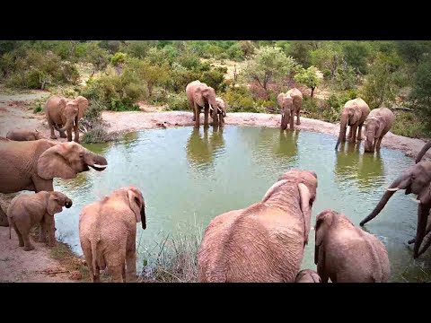 A Breeding Herd Takes Over Rosie's Pan