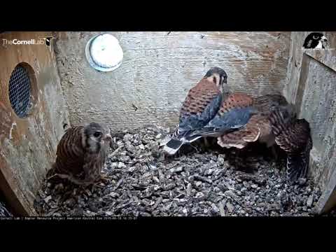 Cornell American Kestrel’s - All out food fight with Chicks 6.18.19