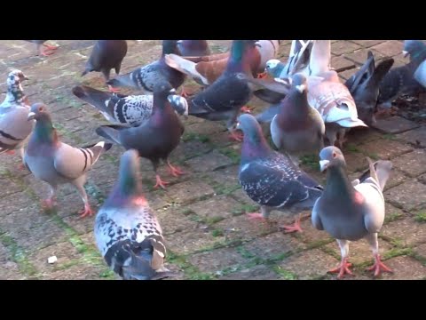 Happy Hungry Pigeon Hour