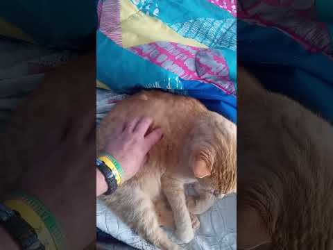 petting Dylan the Gray cat and tiger the orange hair cat in 30.7 seconds tonight #1486