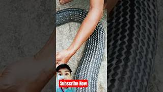 Download lagu King of the king Snake #cobra #snake #python mp3 Download lagu King of the king Snake #cobra #snake #python mp3