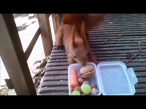 All you can eat  - Hamburger Eichhörnchen bedient sich so richtig