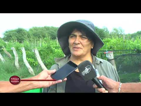 1ºBloque Enfoque Norteño 7   3   26   Pichi Huinca Vendimia 2026 y Peña aniversario para el sábado 1