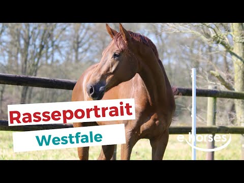 , title : 'Der Westfale im Rasseportrait'
