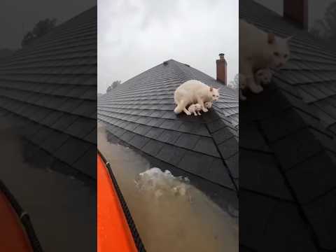 I Found Her Protecting 2 Babies on a Flooded Roof... What I Did Next 🥺 #RooftopRescue