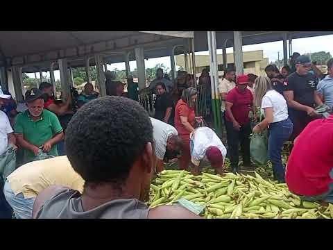 303 - Prefeito distribuindo Milho verde para a população/Palestina do Pará 2026