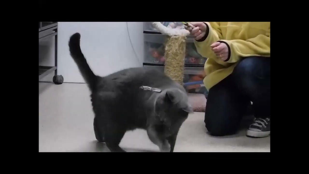 Enlarge NEGAN, a Adoptable Domestic Short Hair in Ironwood, MI video 6/6