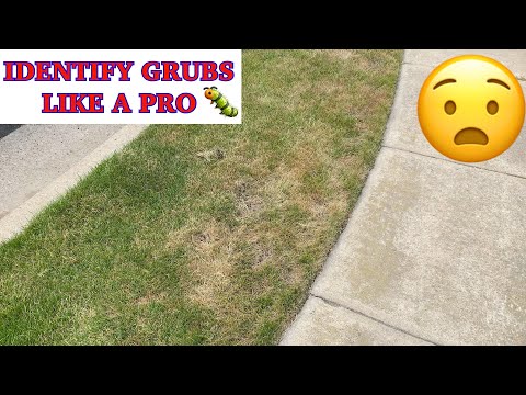 Is This GRUB DAMAGE? 🐛