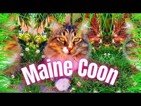 Main Coon Cat - Everything You Need To Know About Maine Coon - Large Cat Breeds As Pets!