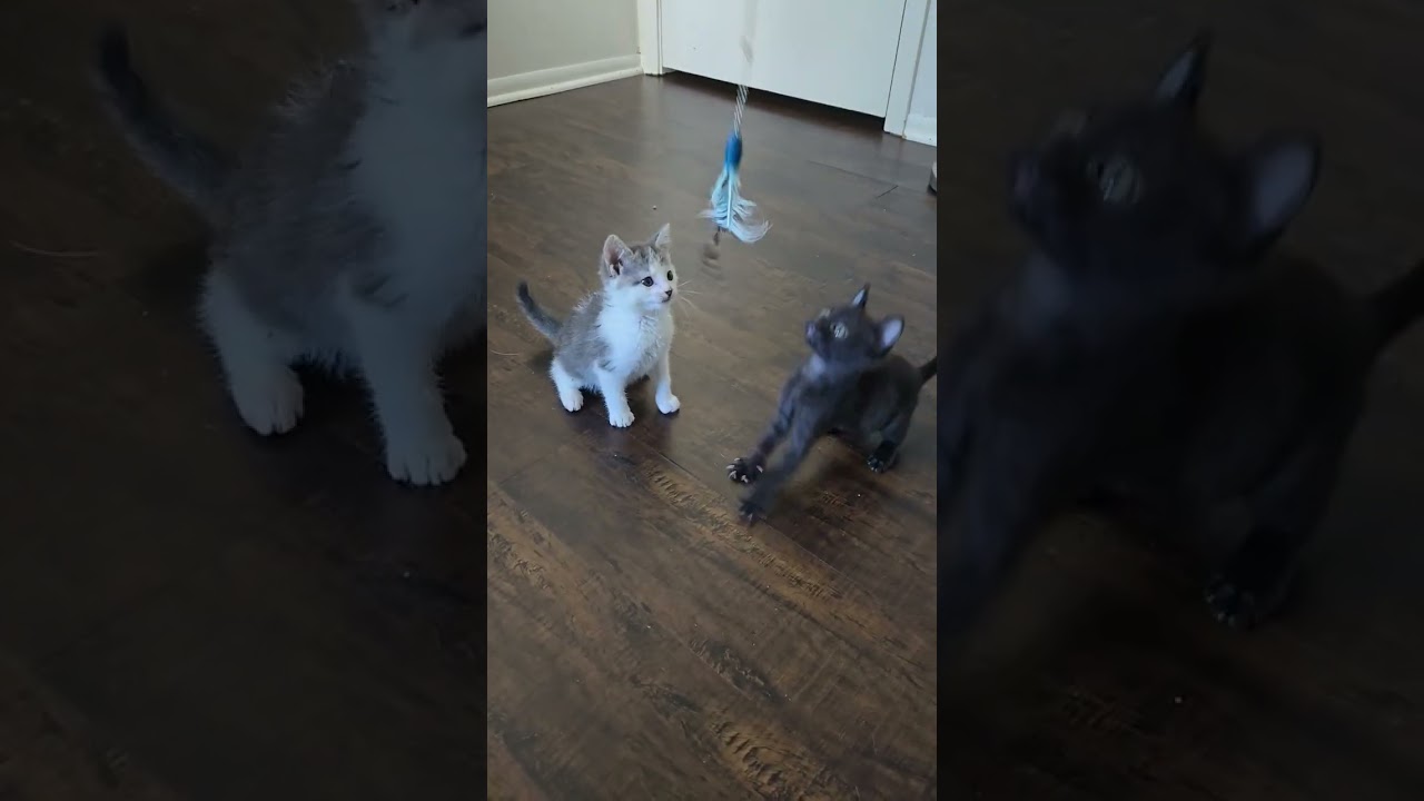 Teamwork makes the meow work