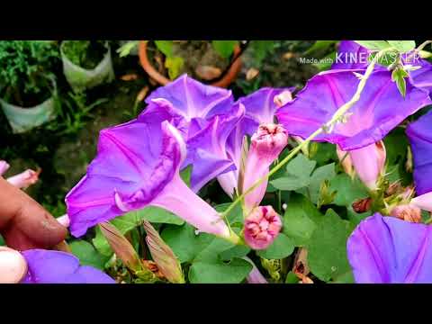 download lagu mp3 mp4 Morning Glory In Containers, download lagu Morning Glory In Containers gratis, unduh video klip Morning Glory In Containers