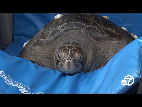 Rescued green sea turtle gets new lease on life | ABC7