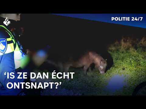 De ontsnapte nachtmerrie | POLITIE 24/7
