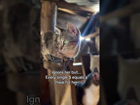 please don't sorcll my engagement is really low a simple hi will help our stray cats get food #fyppp