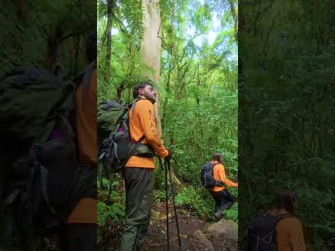 Trilha Pico Camapuã e Tucum - Serra do Ibitiraquire - Montanhismo #trilha #montanha #paraná
