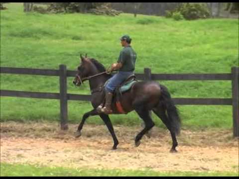 LOTE 09 DADO CAPIM FINO