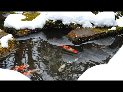 Jak zimować oczko wodne | INVITAL