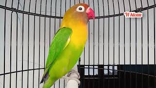 Download lagu Masteran Lovebird Jantan Ngekek Panjang mp3 Download lagu Masteran Lovebird Jantan Ngekek Panjang mp3