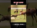 SURVIVAL GAME Trending Animals Wildlife Youtube Youtubeshorts Shorts Topi Hyena Viralshort
