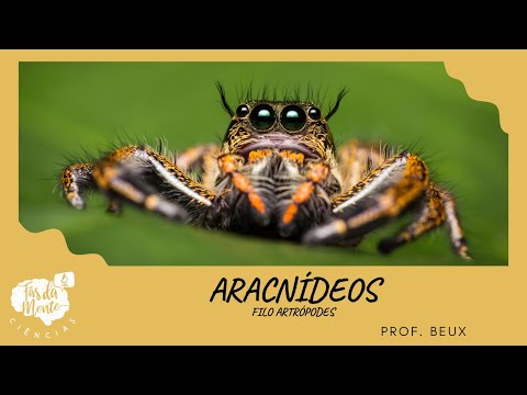 ARACNÍDEOS - Ensino Fundamental