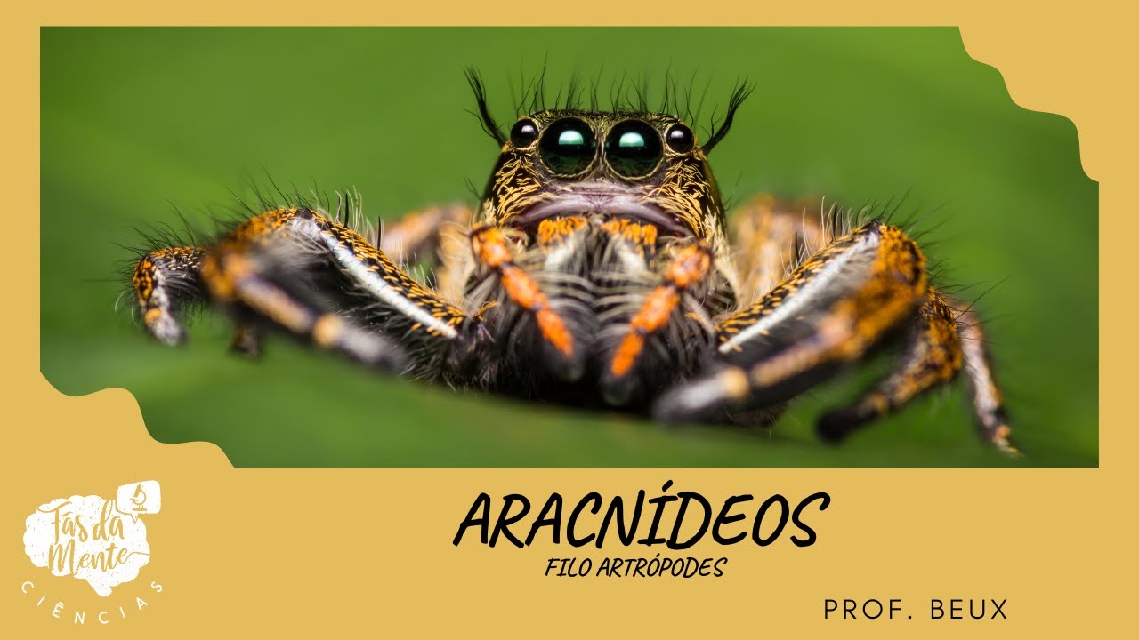 ARACNÍDEOS - Ensino Fundamental