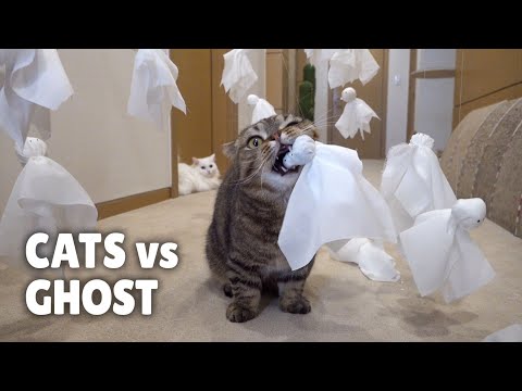 Cats vs Ghost | Kittisaurus