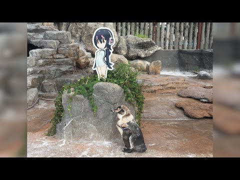 Elderly Penguin Dies Next To Cardboard Cutout That He Loved