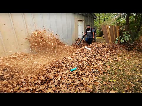 I CLEANED UP these LEAVES at NO CHARGE for a RANDOM PERSON THAT WALKED up TO ME SUPER DUSTY LEAF JOB