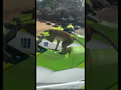 Unseen Animal Thieves 🦝💰😂 | Sneaky Animals Caught in the Act!