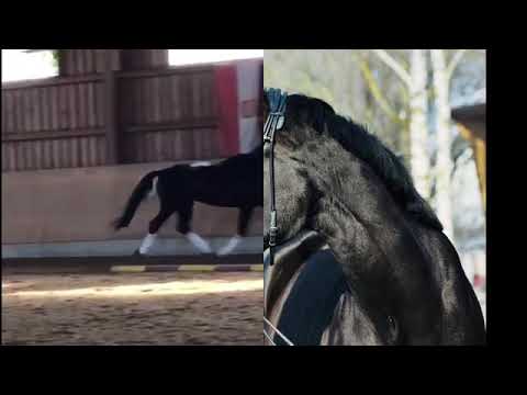 4 jährige Stute von Bretton Woods