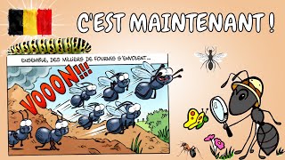 Les signes avant l'essaimage, où trouvez une Reine fourmis ? Insectes et fourmis de Belgique .