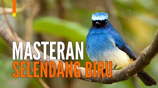 Download lagu Suara Burung Selendang Biru Masteran [Sikatan Ninon] | GACOR mp3